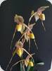 Paph. St. Swithin x godefroyae